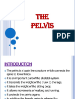 The Pelvis