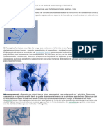 Informe de Hongos