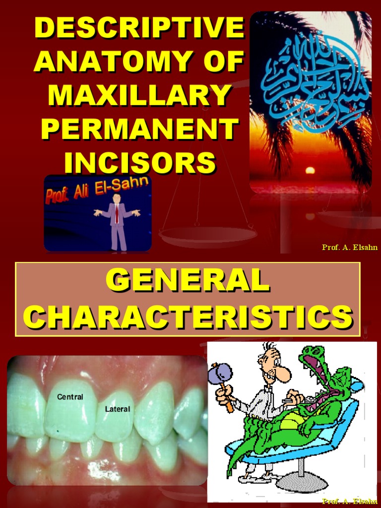 Anatomy of Maxillary Permanent Incisors | PDF | Dental Anatomy | Mouth