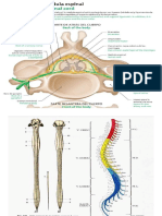 C02 Medula Espinal