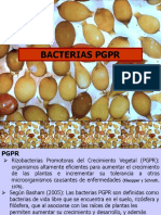 Bacterias PGR - PPT (Autoguardado)