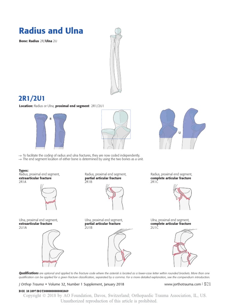 Radius and Ulna | PDF | Musculoskeletal System | Skeletal System