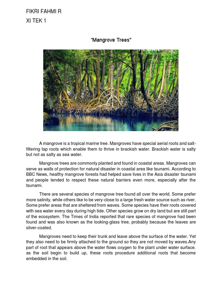 Overview of Mangrove Trees | PDF | Travel | Science & Mathematics