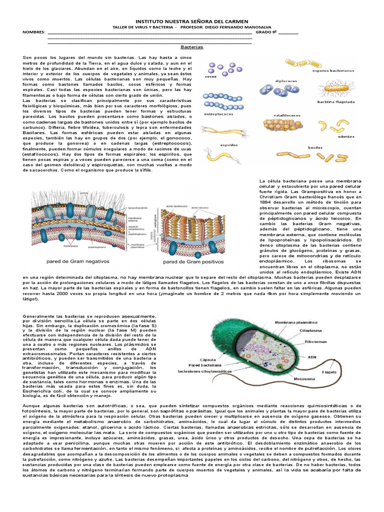 Taller de Virus y Bacterias | PDF | Las bacterias | Virus