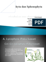 Lycophyta Dan Sphenophyta
