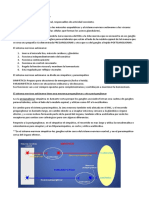 Sistema Nervioso Autonomo