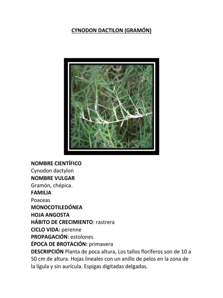 Cynodon Dactilon | PDF