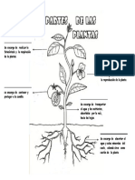 Partes de La Plantas