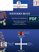Western Blot