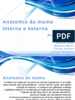 Anatomia Da Mama