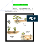 NUTRICION    DE    LAS    PLANTAS.docx