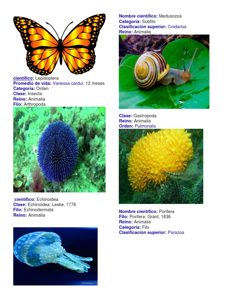 Clasificación de Especies Animales | PDF | Organismos | Taxa