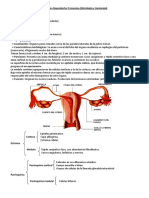 Reproductor Femenino (Histología y Anatomía)