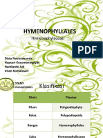 Hymenophylla