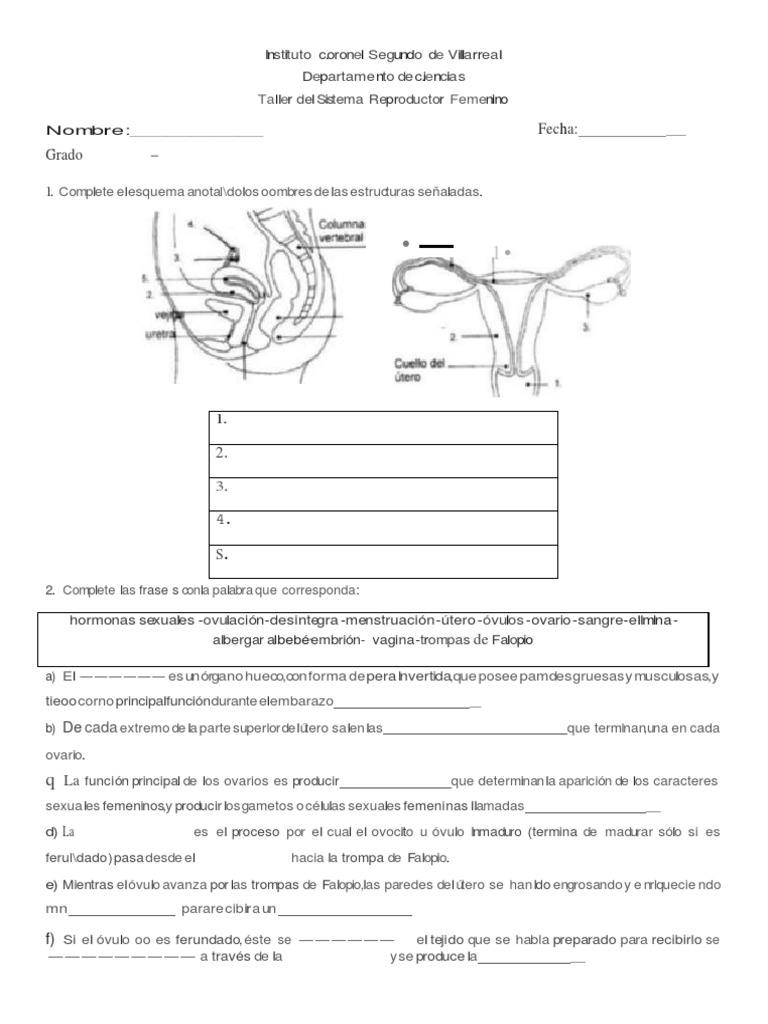 Taller Sistema Reproductor Femenino 1 638