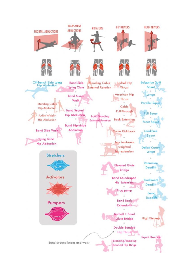 Glute SRA Curves by Bret Contreras | PDF