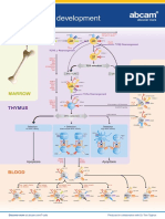 Human T Cell Development