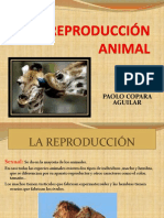 Reproduccion Animal