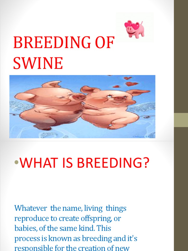 Breeding of Swine Pig Selective Breeding Free 30day Trial Scribd