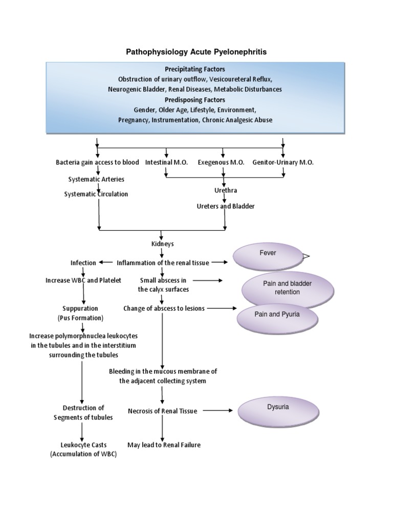 Acute Pyelonephritis Pathophysiology | PDF