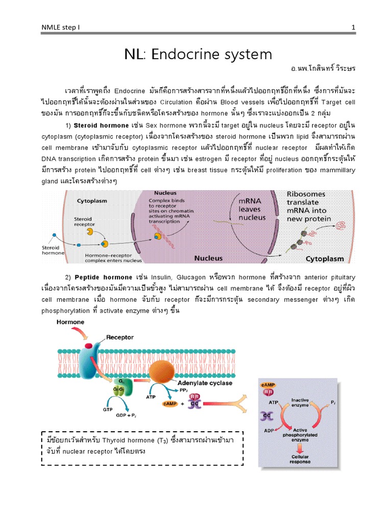 Endocrine System Overview and Hormones | PDF