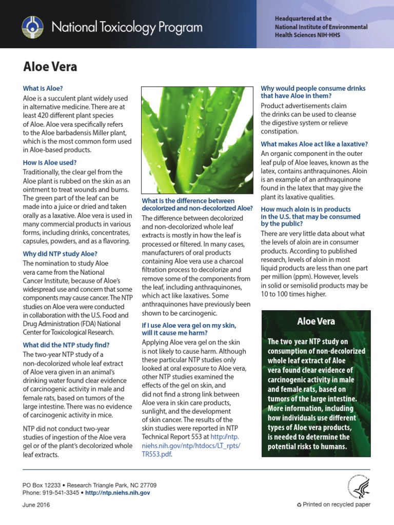 aloe welche erde Aloe Vera „Alfonso“ – Aloe-Vera-Pflanze in Gärtnerqualität kaufen