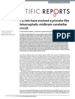 Parrots Have Evolved A Primate-Like Telencephalic-Midbrain-Cerebellar Circuit