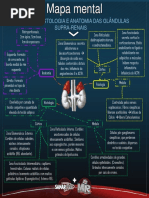 MapamentalFisiologiahistologiaeanatomiadasglndulassuprarenais-1529952758844.pdf