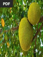 Jackfruit Tree Jackfruit Tree Tropical Fruit Tree Nature 112299025