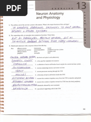 Review Sheet Exercise 13 Neuron Anatomy And Physiology Answer Key Exercise Poster