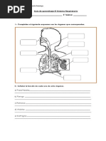 Guía de Aprendizaje El Sistema Respiratorio