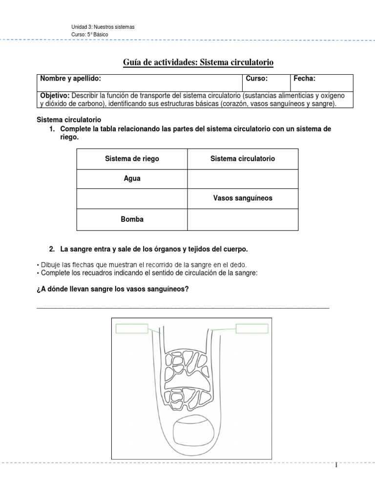 Guía de Actividades del Sistema Circulatorio | PDF | Sistema ...