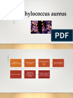 Staphylococcus Aureus