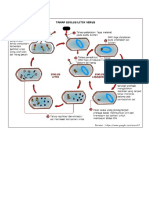 Gambar Replikasi Virus