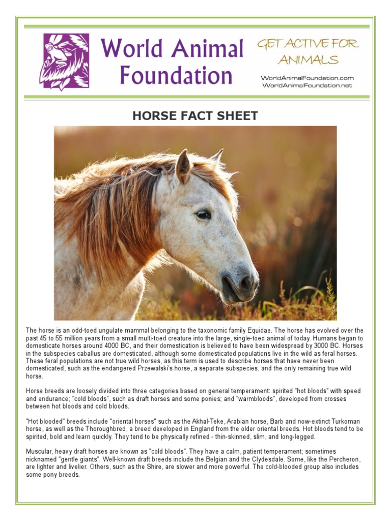 Horse | PDF | Horses | Horse Breeds