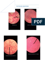 Pathology Anatomy Histology Guide