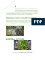 El Frailejon Del Paramo