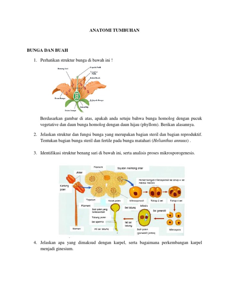 Struktur Bunga Matahari Dan Fungsinya Berbagi Struktur Struktur Bunga Matahari Dan Fungsinya Berbagi Struktur