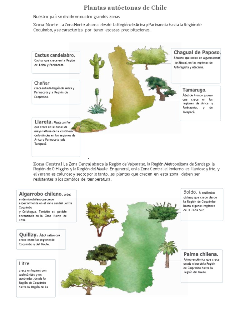 Plantas autóctonas de Chile por zona | PDF | Chile | Ciencias de la Tierra