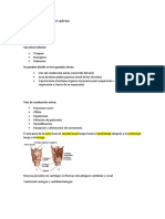 Anatomia Respiratoria