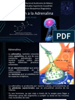 Adicción A La Adrenalina