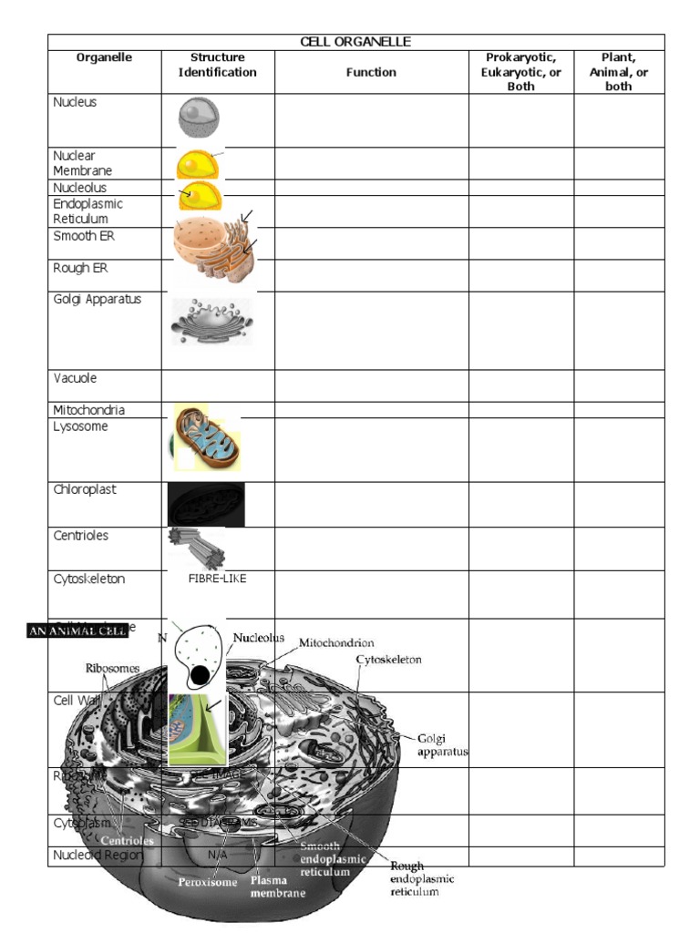Cell Organ | PDF | Science & Mathematics