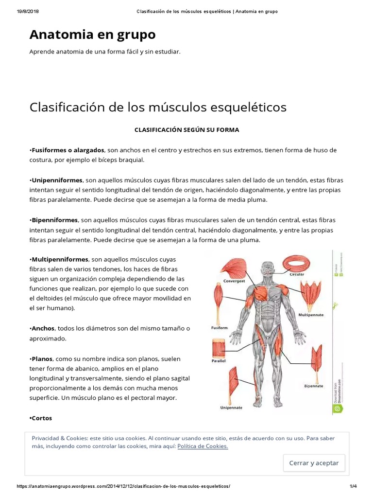 Clasificación de Los Músculos Esqueléticos _ Anatomia en