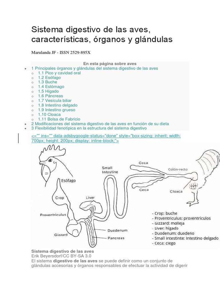 Sistema Digestivo de Las Aves | Sistema digestivo humano | Digestión