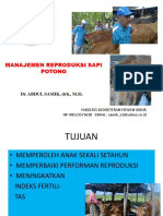 Manajemen Repro Sapi Potong