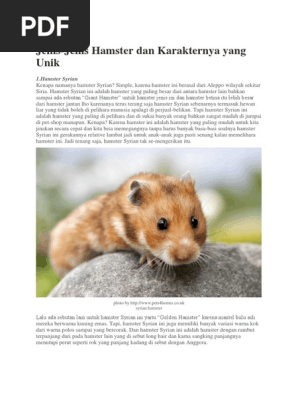 Hamster