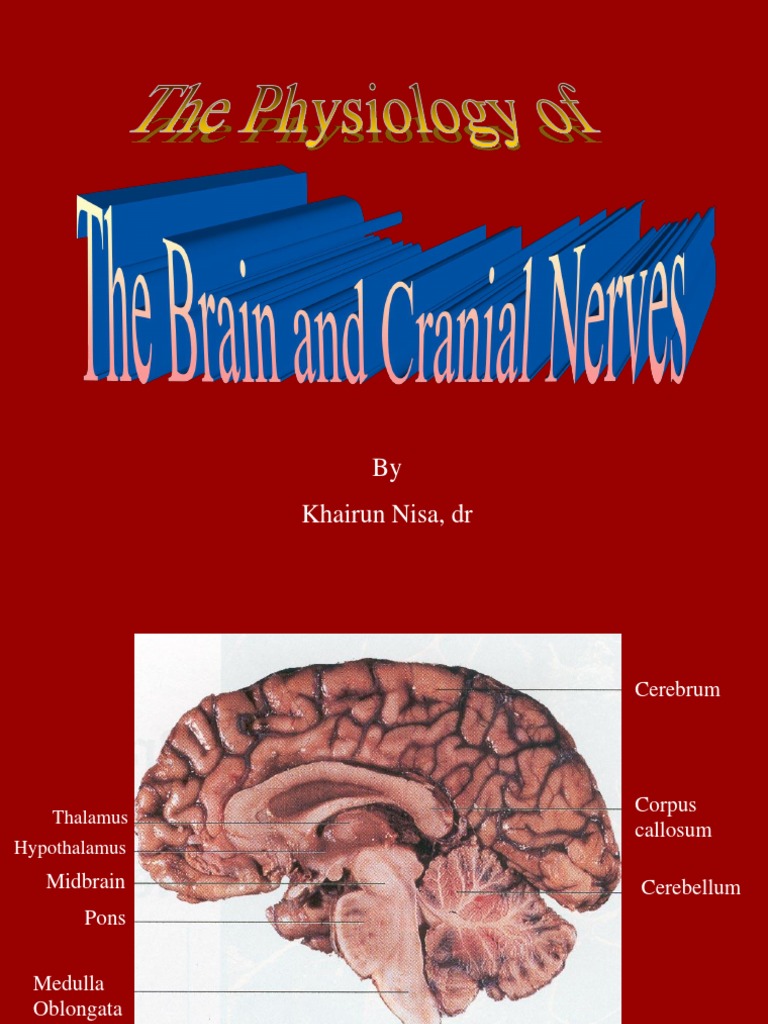 Brain Structure and Functions Overview | PDF | Cerebellum | Brainstem