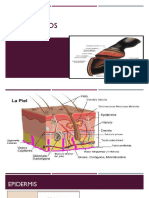 4 Piel y Anexos
