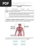 Evaluación Ciencias Naturales 5 Año 2018 Unidad N °2 El Cuerpo Humano y Su Organización
