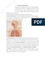 Sistema Respiratorio